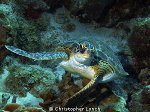 Green turtle swimming at the same depth...
 a lucky turn... by Christopher Lynch 